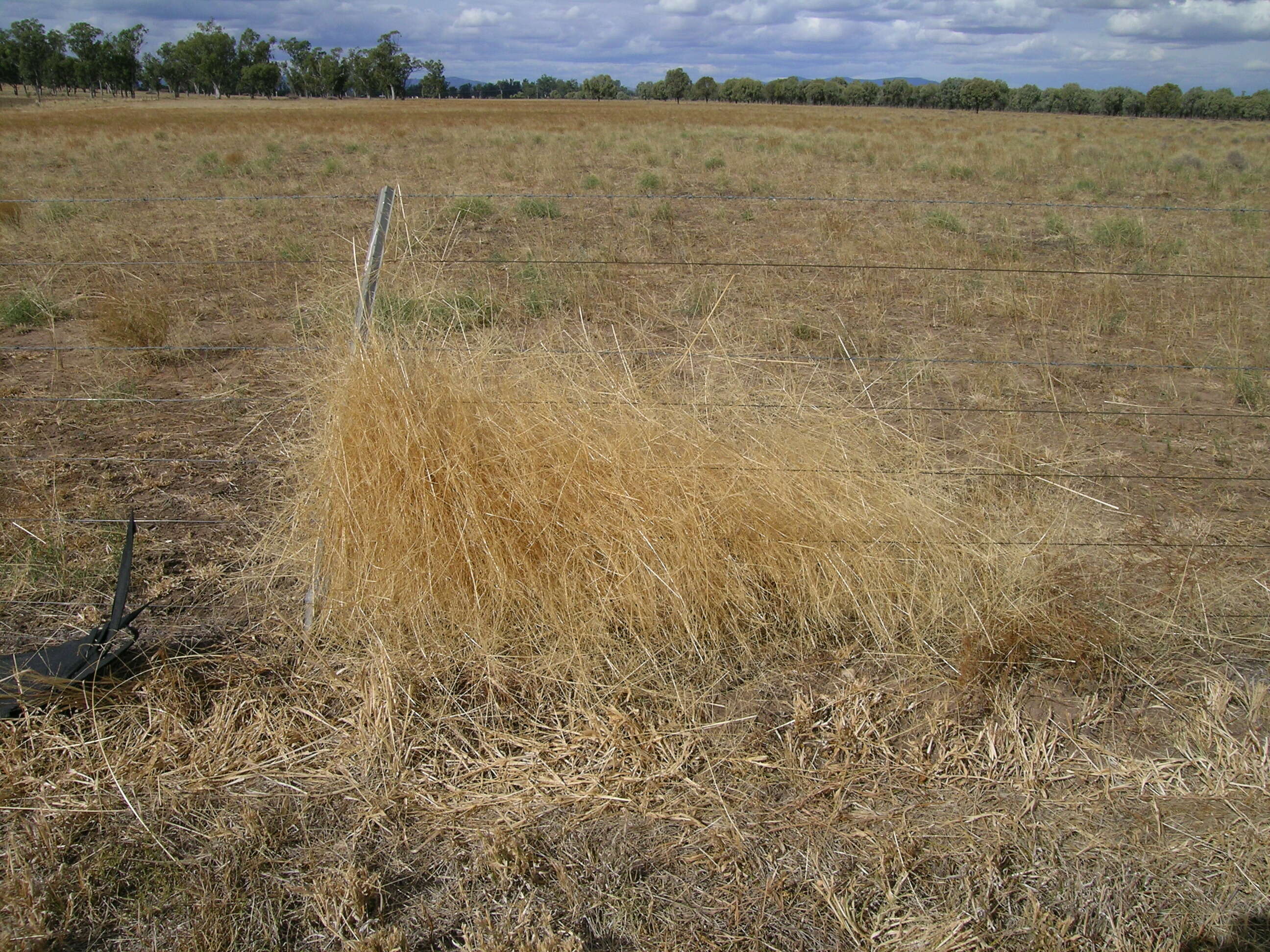 Image of Australian millet