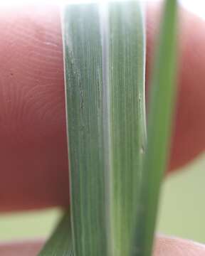 Imagem de Panicum decompositum R. Br.