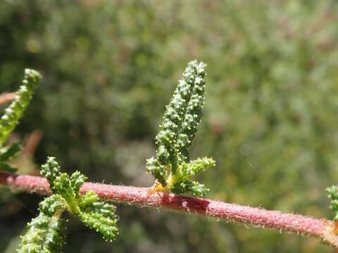 Image of wartleaf ceanothus