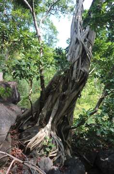 Image of Ficus talbotii King