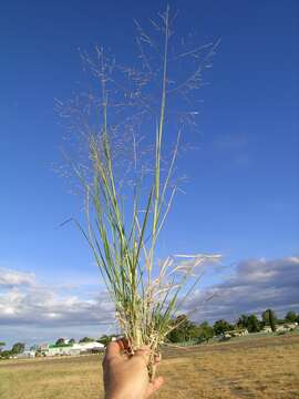 Image of Australian millet