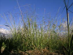 Image of Australian millet