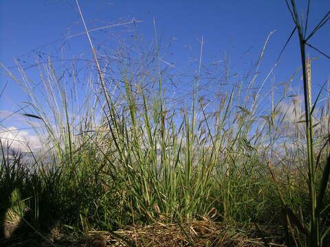 Image of Australian millet