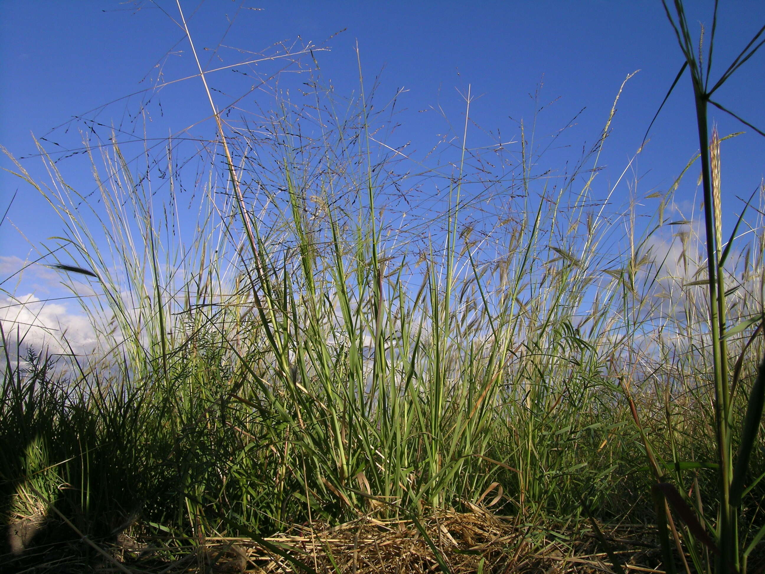 Image of Australian millet