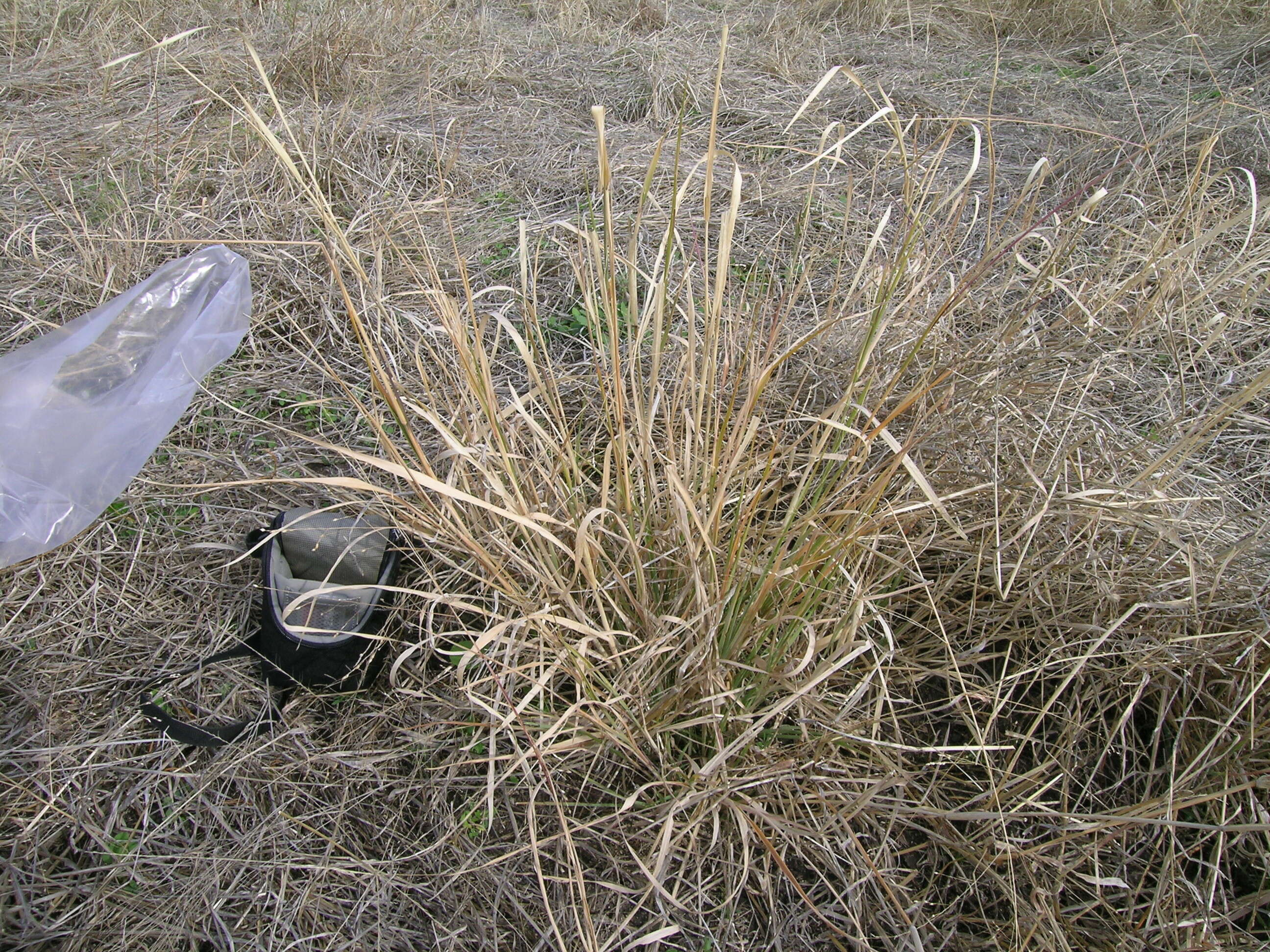 Image of Australian millet