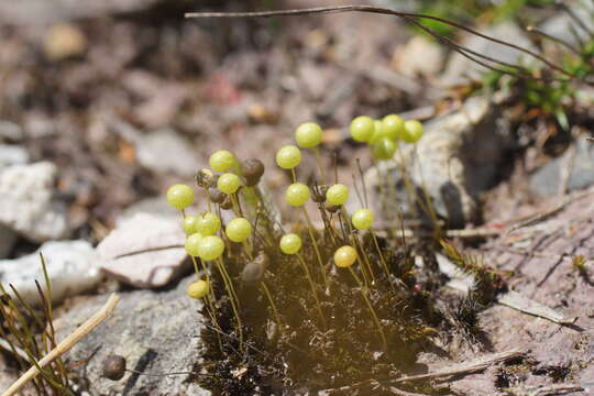 Image of Pleurophascaceae