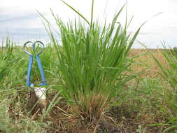 Image of Australian millet