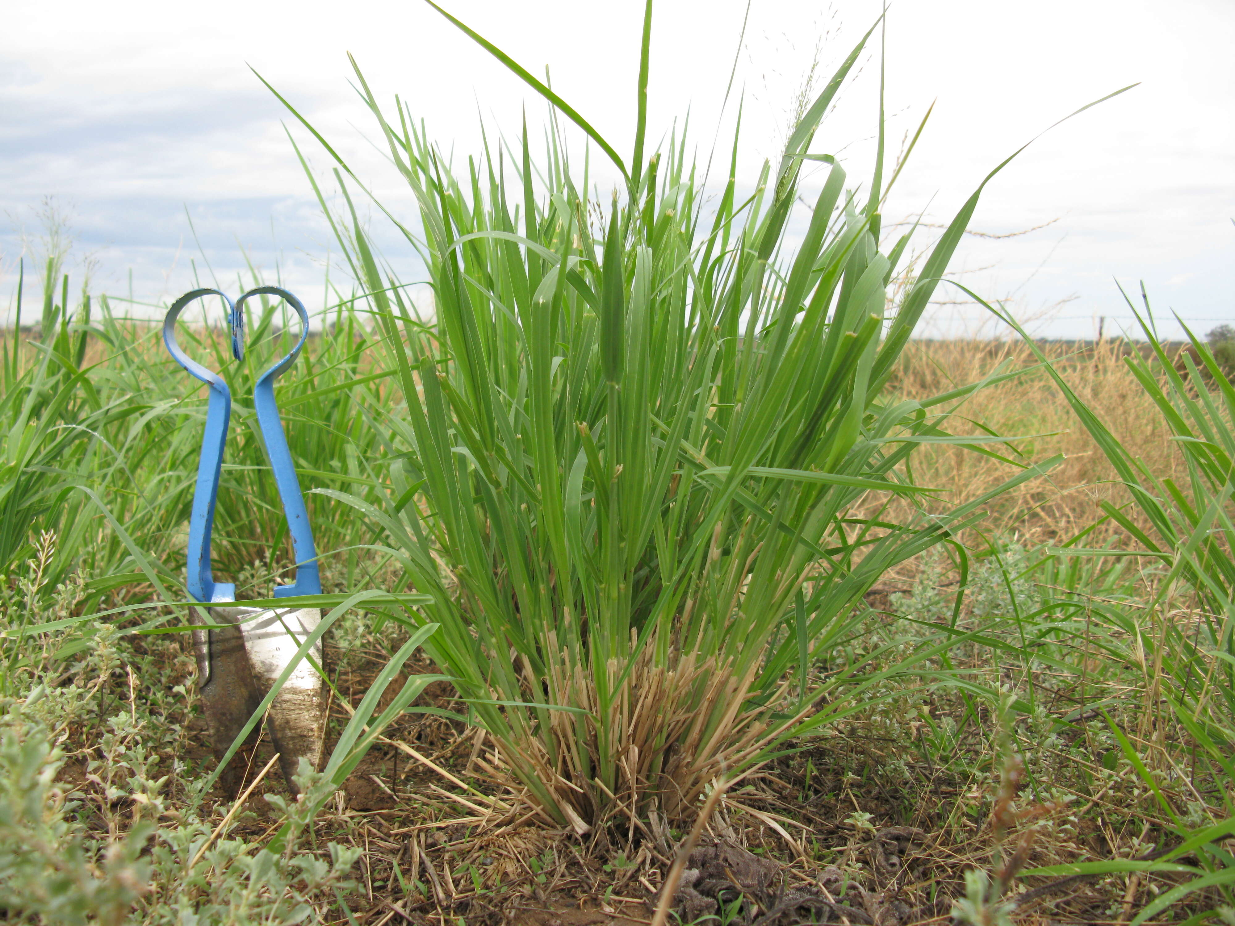 Image of Australian millet