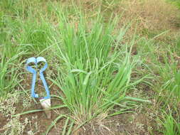 Image of Australian millet