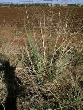 Imagem de Panicum decompositum R. Br.