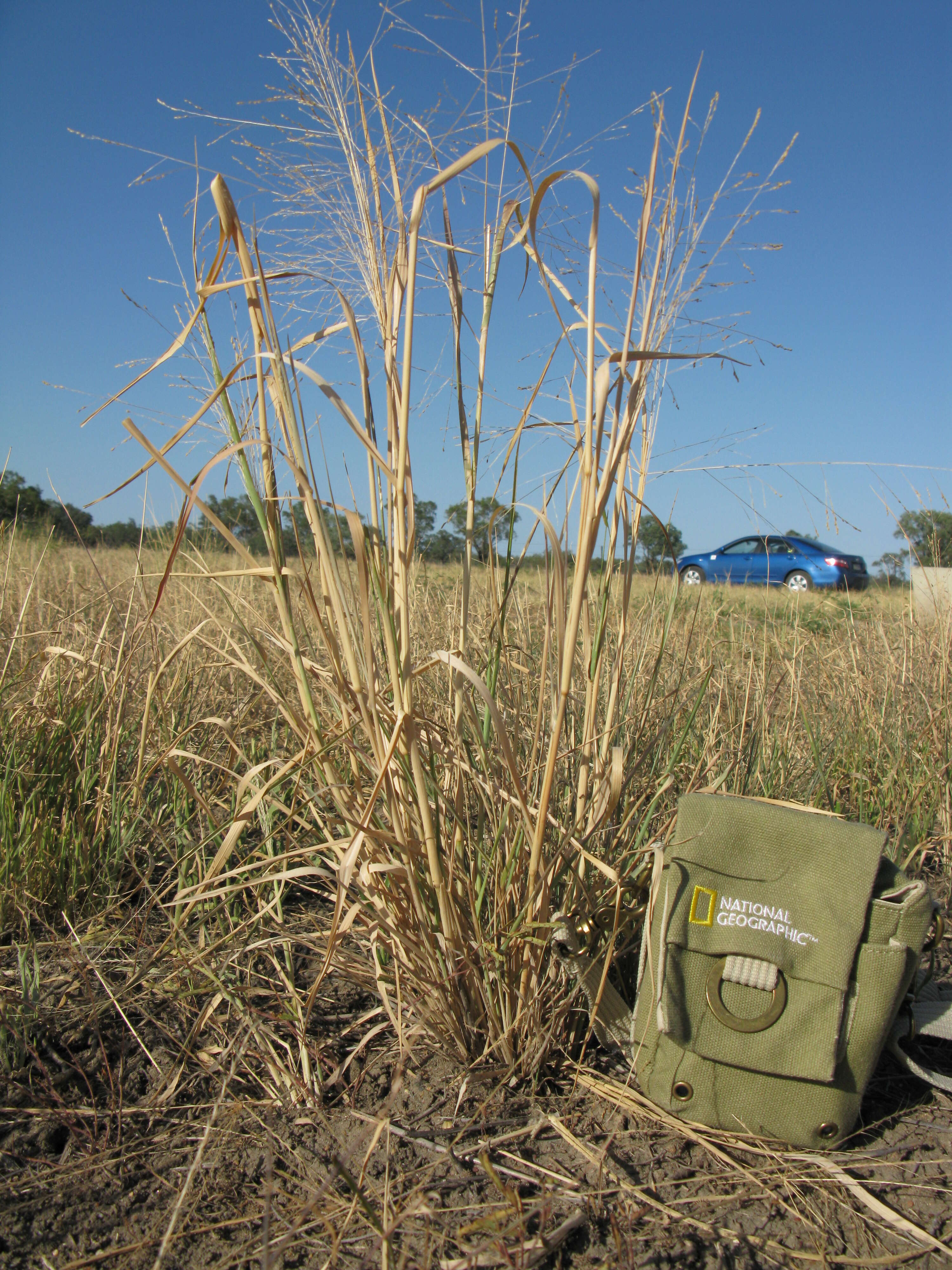 Image of Australian millet