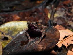 Image of Cayenne Stubfoot Toad