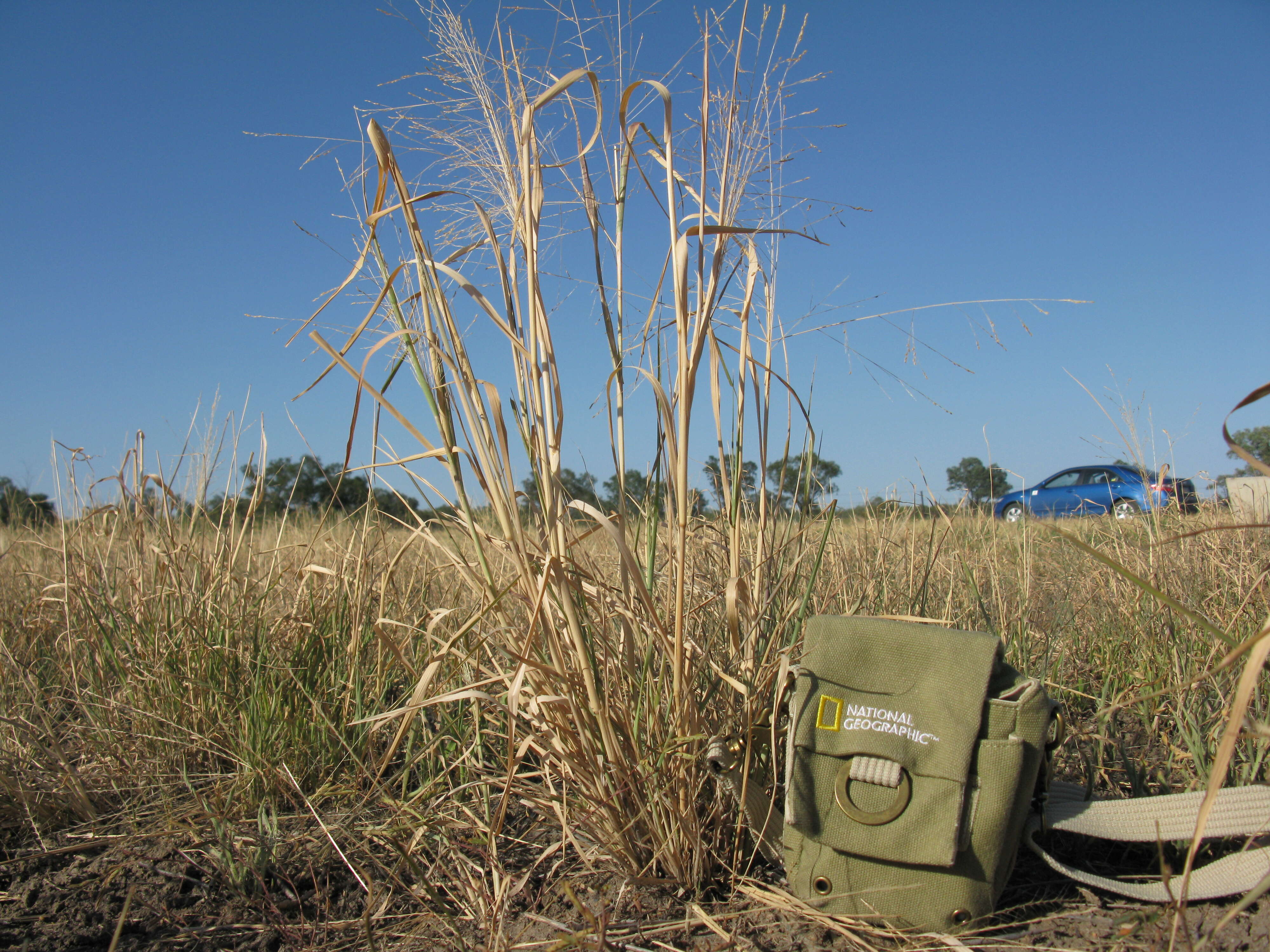 Image of Australian millet