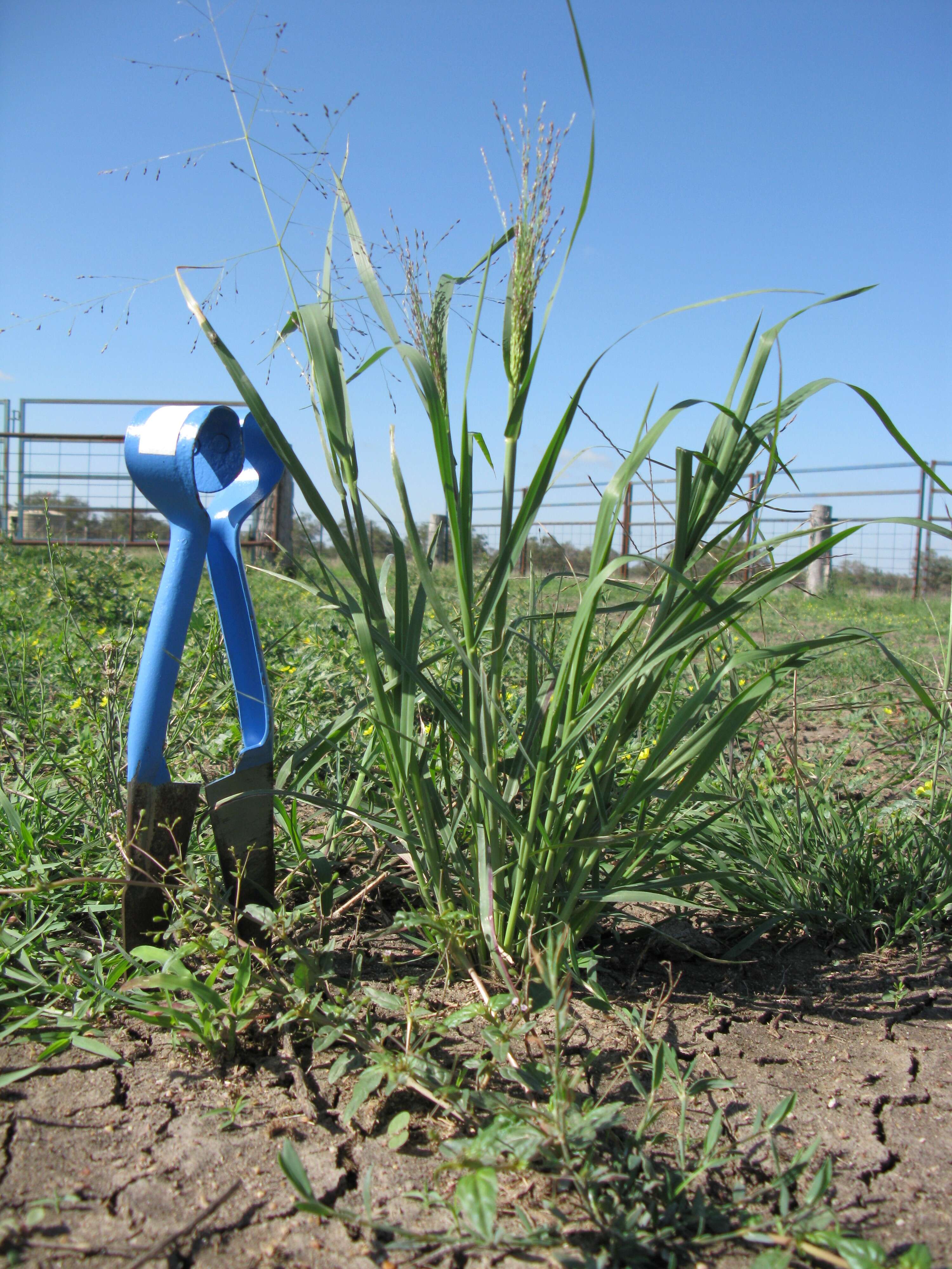 Image of Australian millet