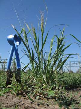 Image of Australian millet