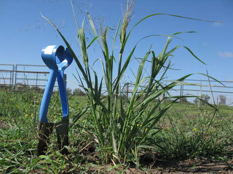 Imagem de Panicum decompositum R. Br.