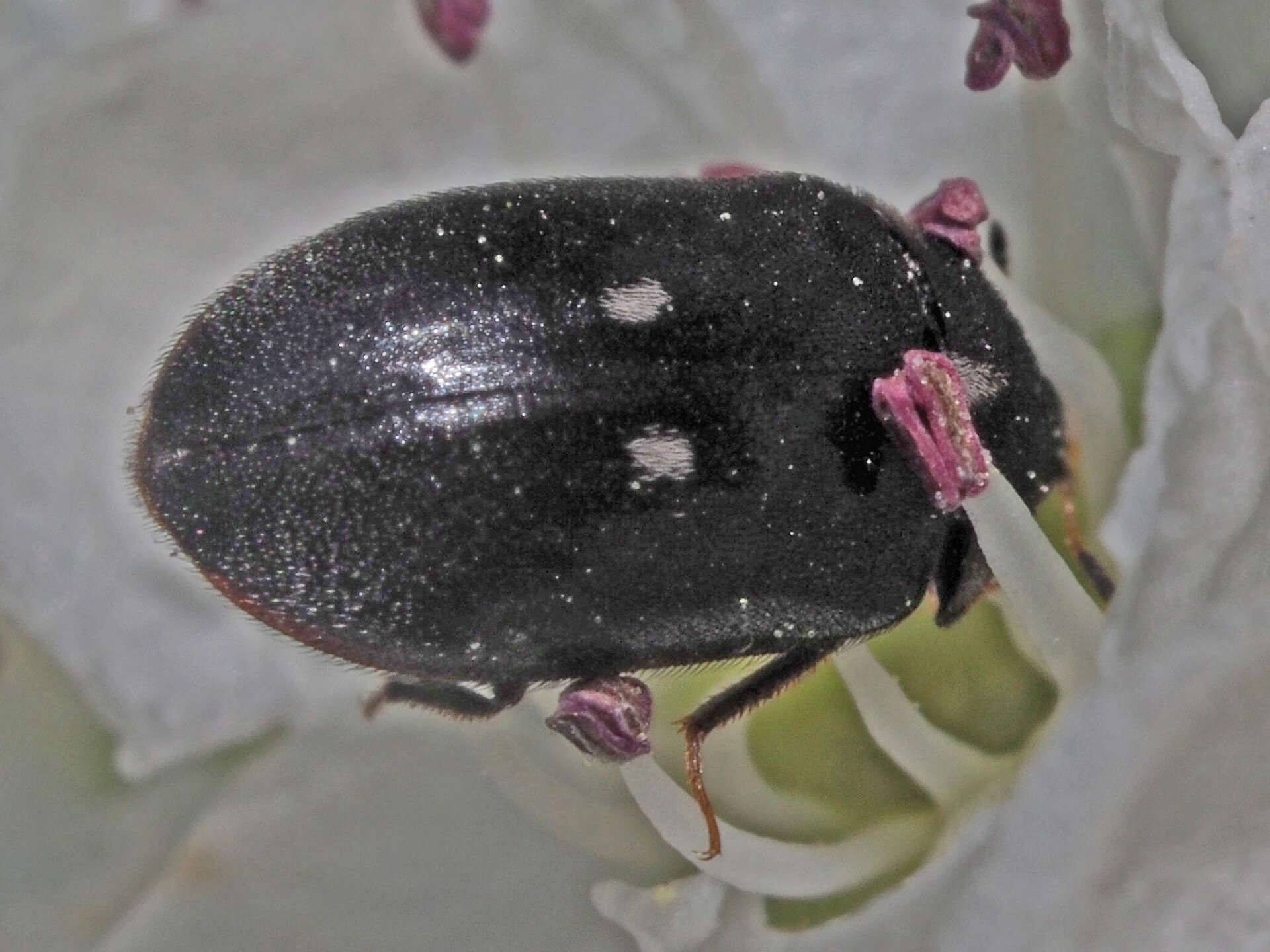 Image of Fur beetle