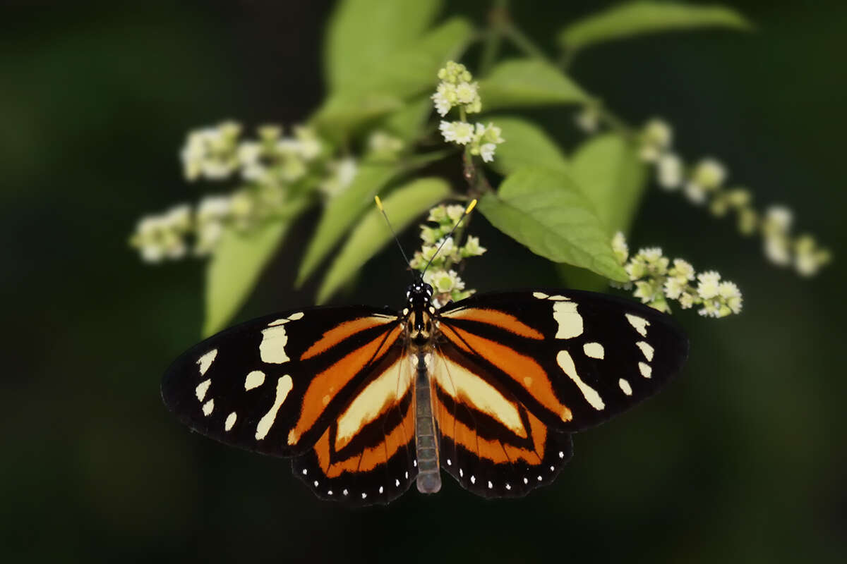 Image of Tiger Mimic-Queen