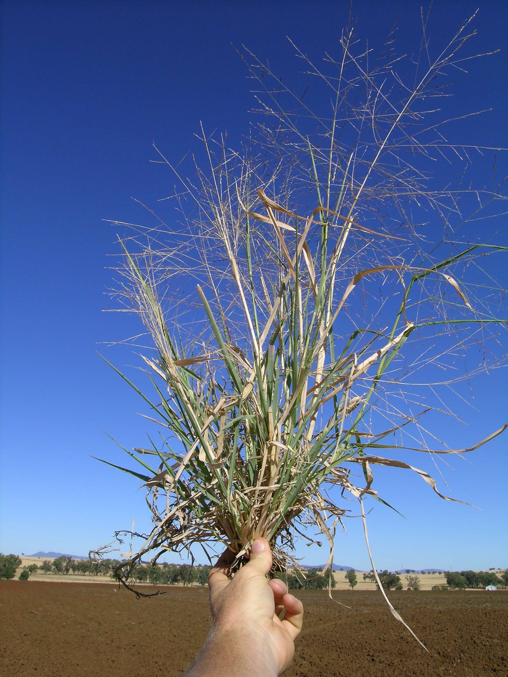 Image of Australian millet