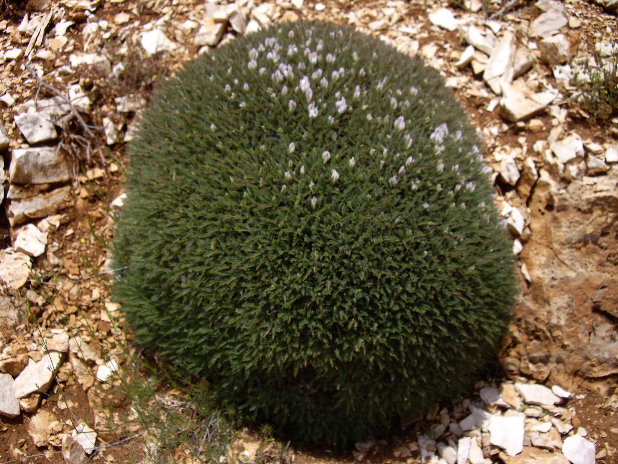 Image of Astragalus angustifolius Lam.