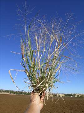 Image of Australian millet