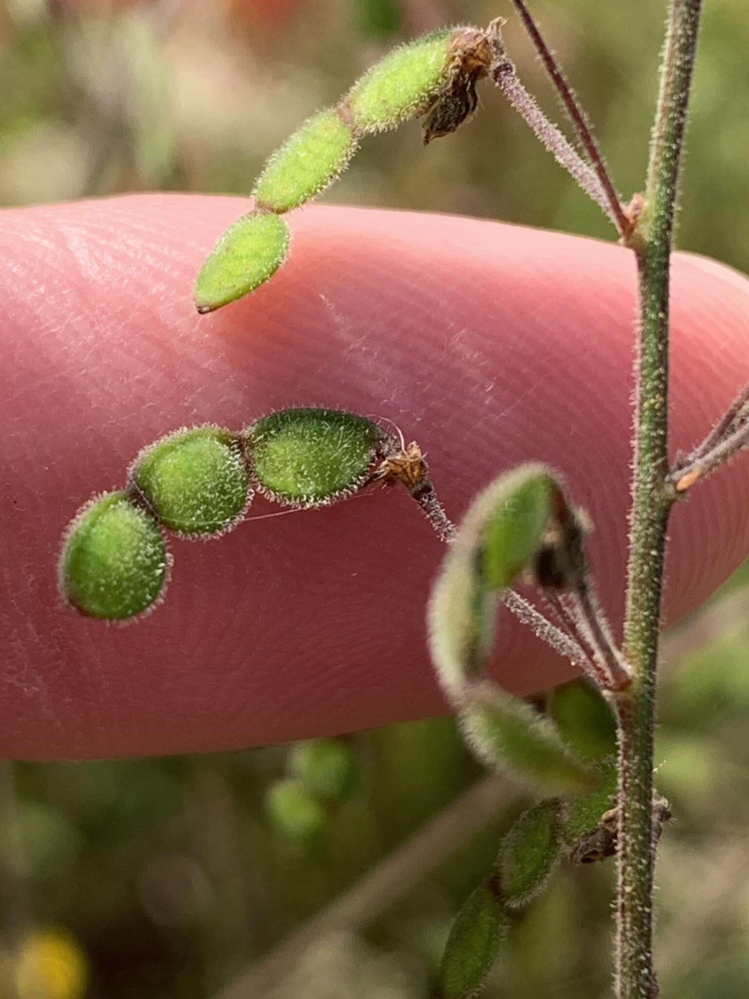 Imagem de Desmodium rigidum (Elliott) DC.