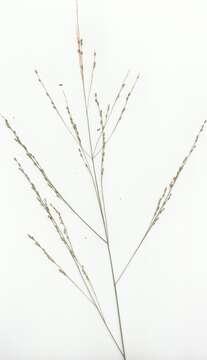 Imagem de Panicum decompositum R. Br.