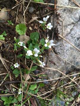 Imagem de Saxifraga sibirica L.