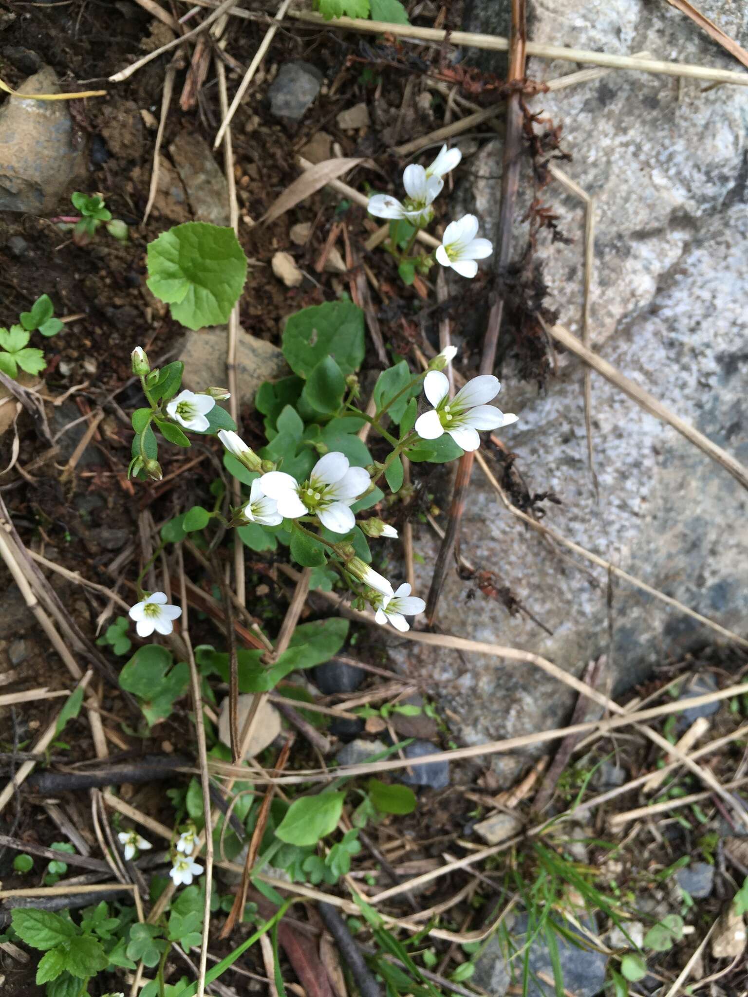 Sivun Saxifraga sibirica L. kuva