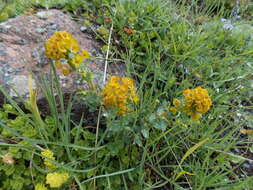 Imagem de Euphorbia iberica Boiss.