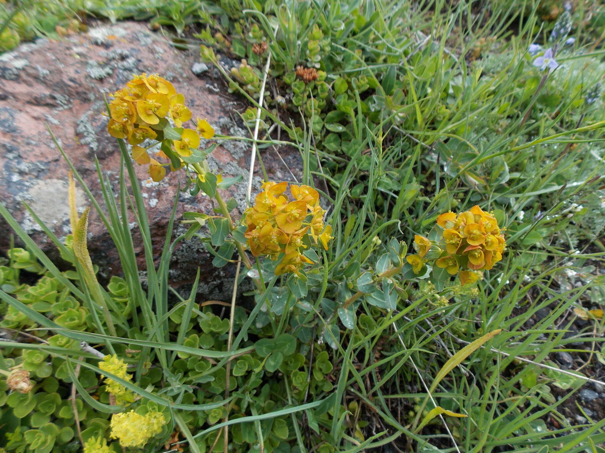 Image of Euphorbia iberica Boiss.