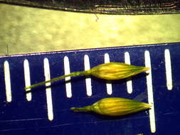 Image of Australian millet