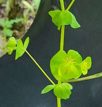 Image of tinted woodland spurge