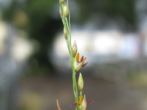 Image of Australian millet