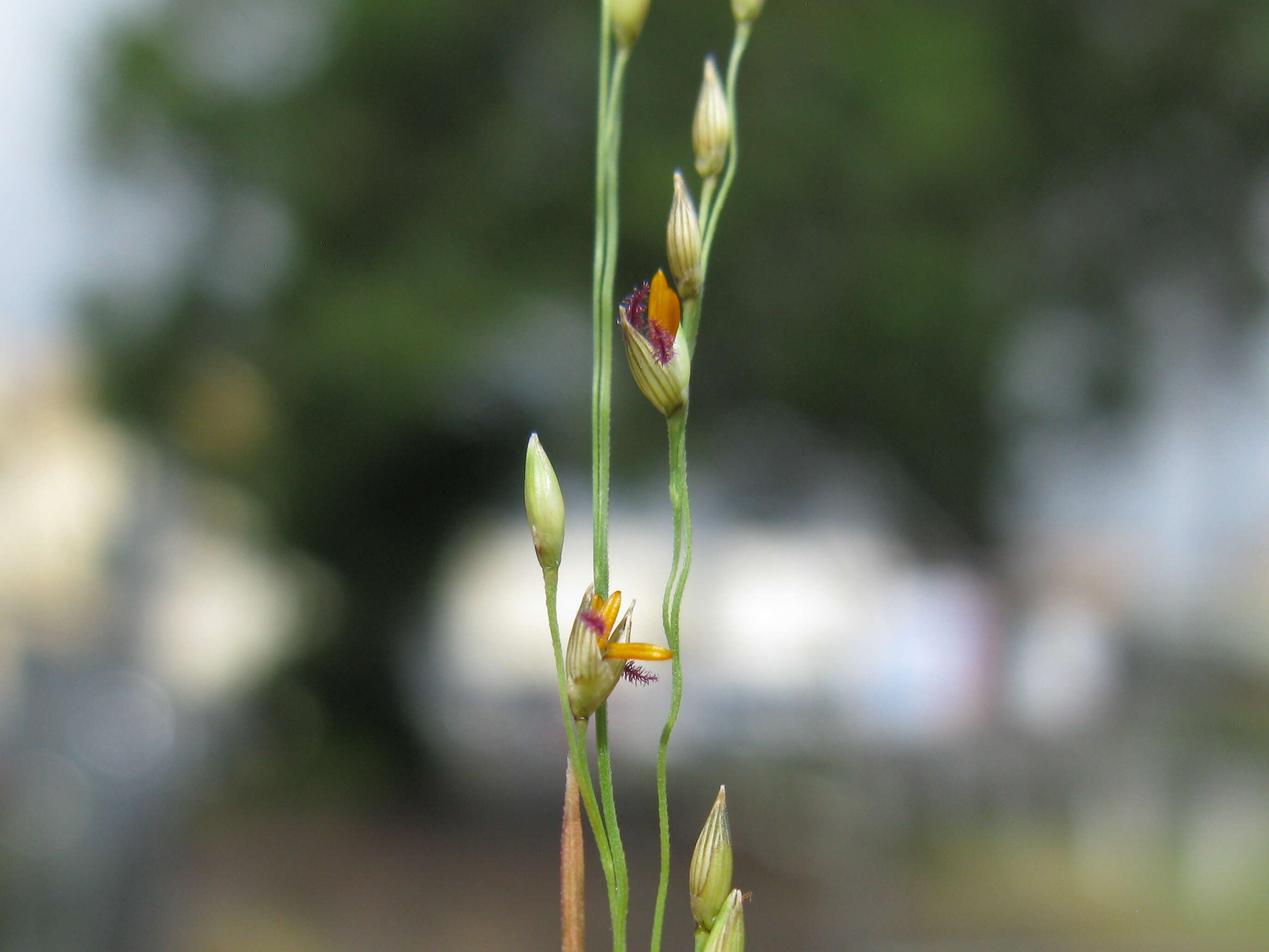 Image of Australian millet