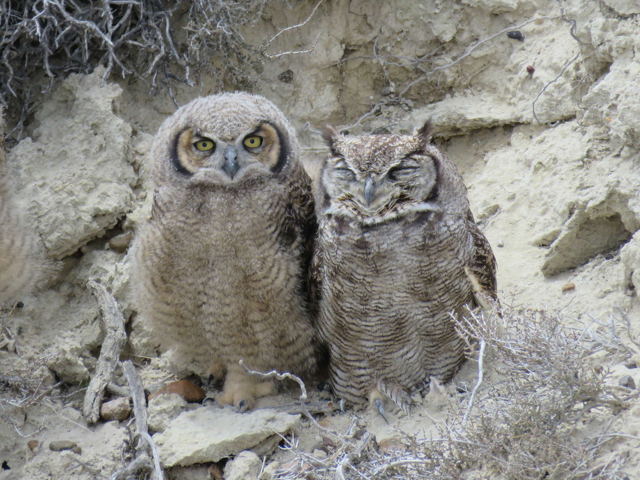 Image of <i>Bubo virginianus magellanicus</i>