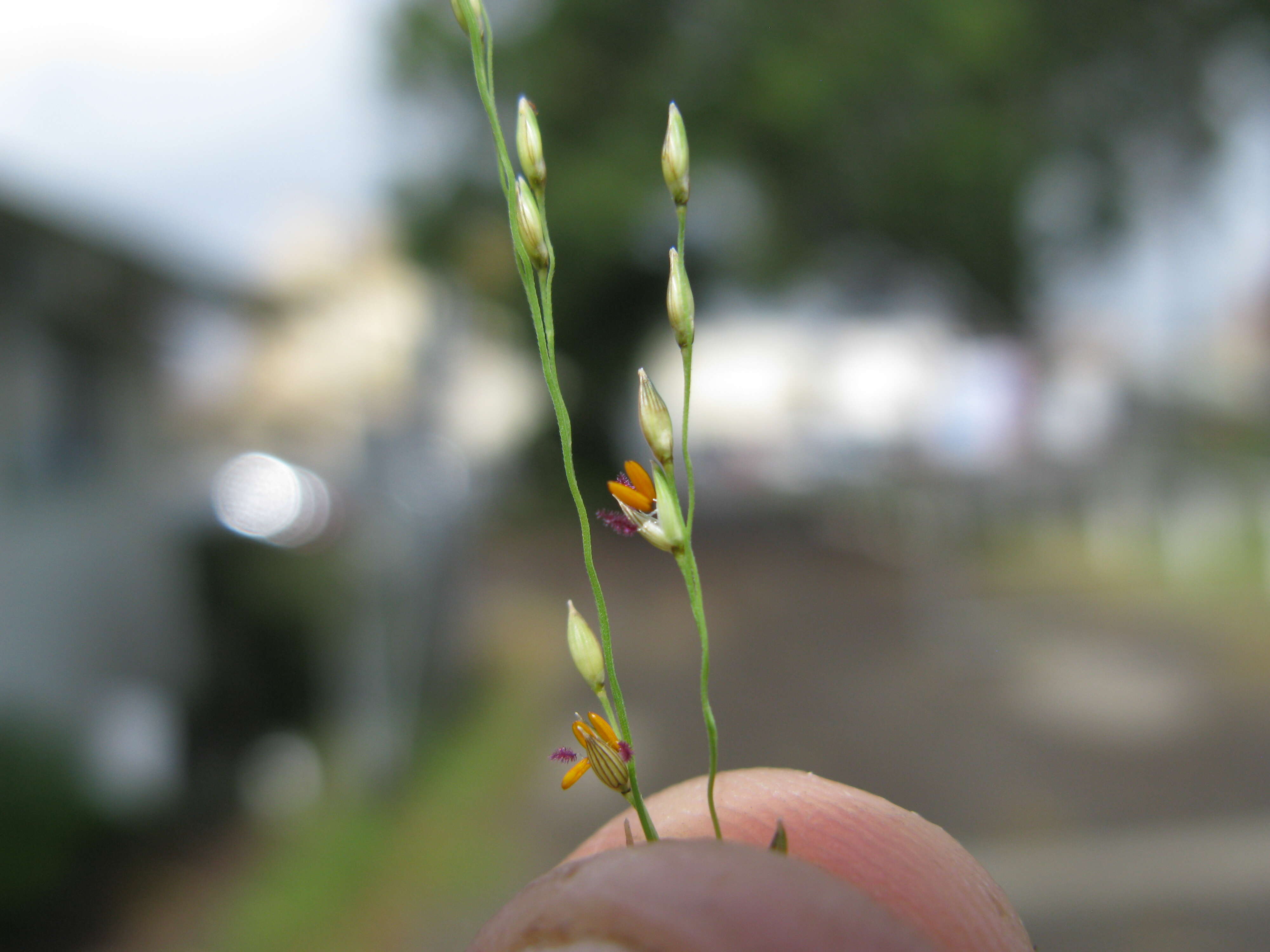 Image of Australian millet