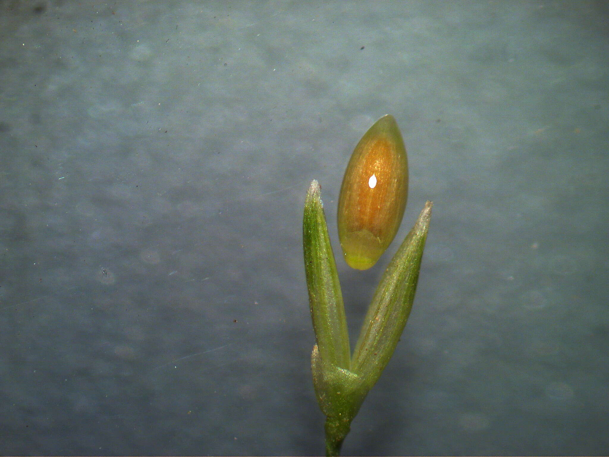 Image of Australian millet