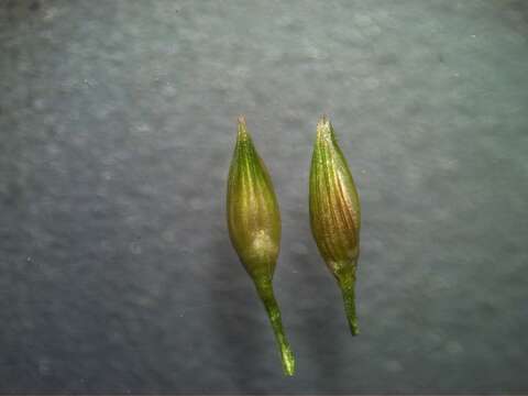 Image of Australian millet