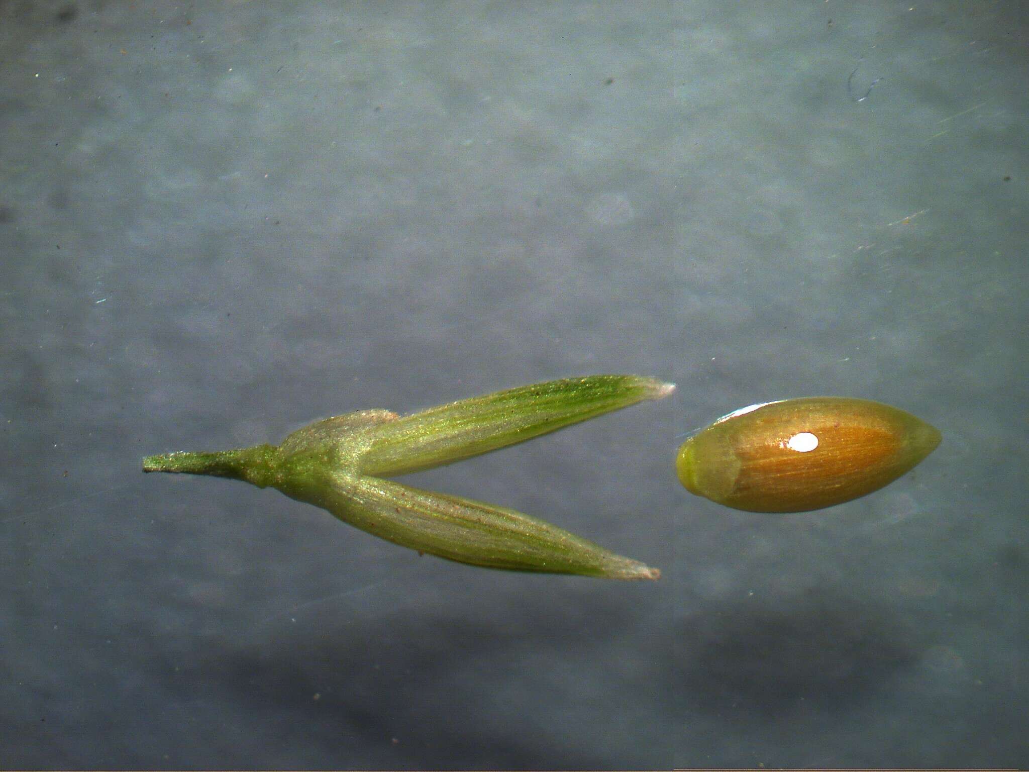 Image of Australian millet