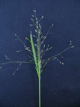 Imagem de Panicum effusum R. Br.