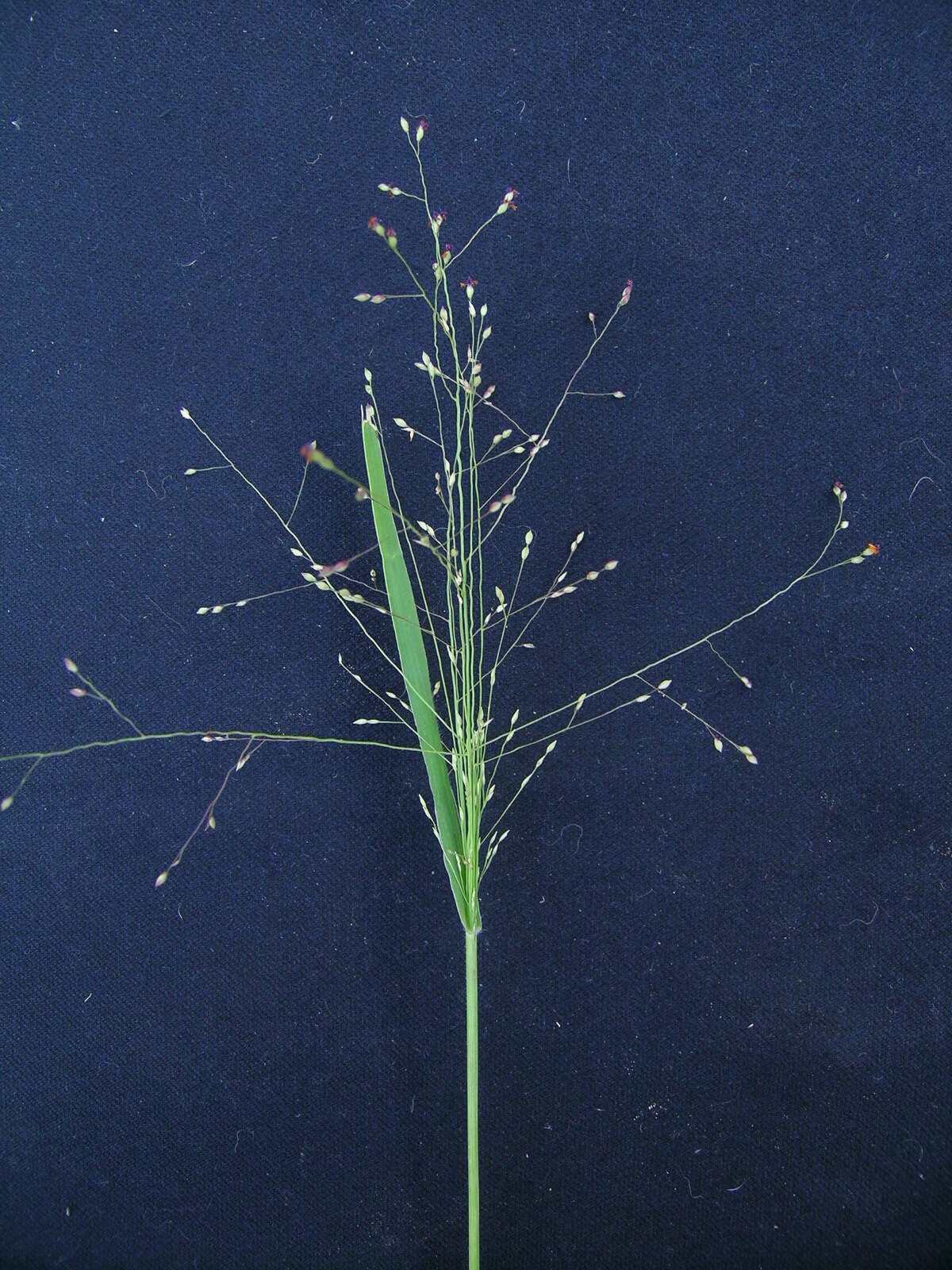 Imagem de Panicum effusum R. Br.