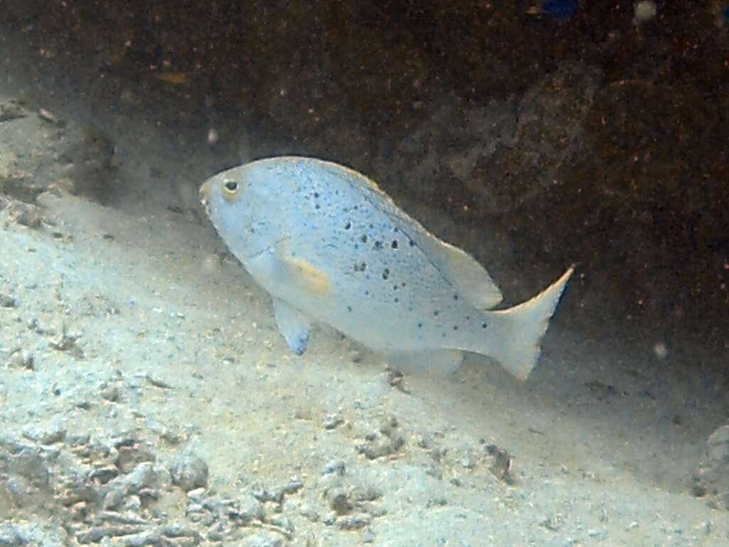 Image de Loche Bleue