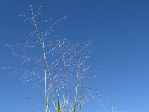 Imagem de Panicum effusum R. Br.