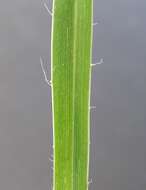 Imagem de Panicum effusum R. Br.