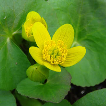 Image of yellow marsh marigold