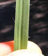 Image of Hairy Panic Grass