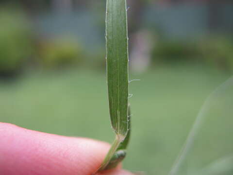 Imagem de Panicum effusum R. Br.