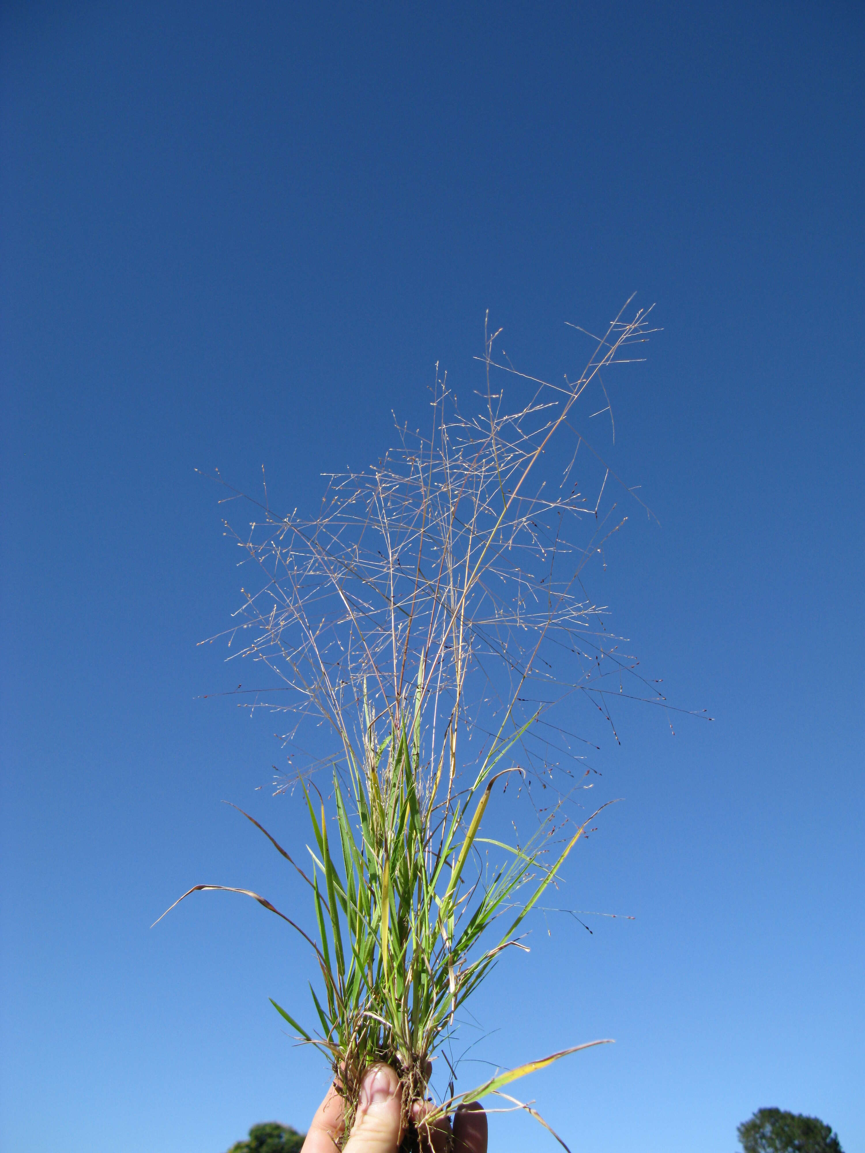 Imagem de Panicum effusum R. Br.