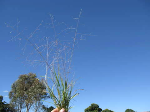 Imagem de Panicum effusum R. Br.